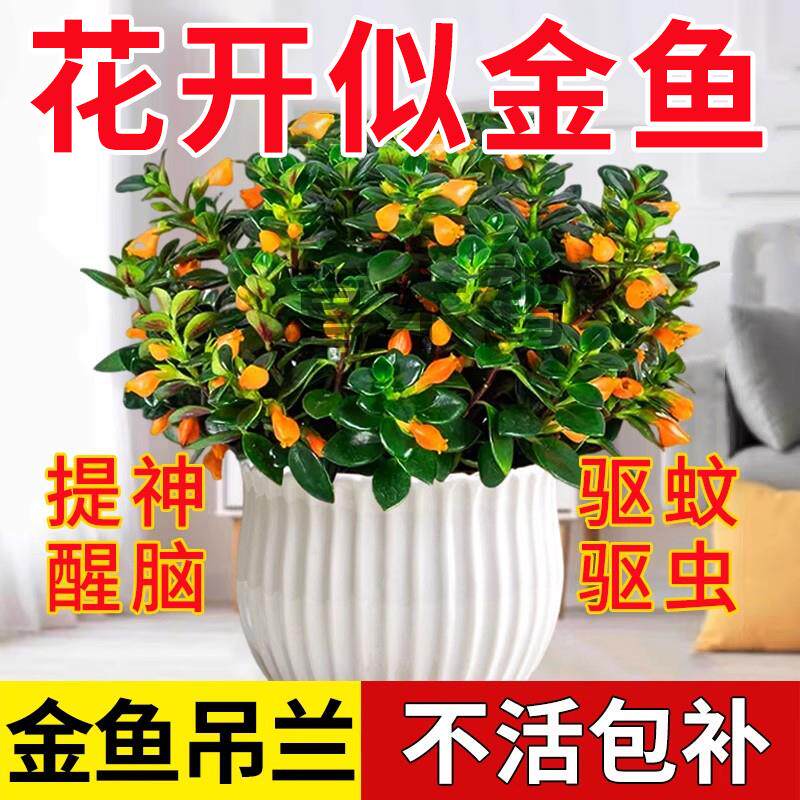 金鱼吊兰盆栽花卉绿植物四季常青开花室内阳台客厅摆件好养