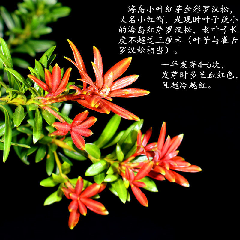 新品海岛血红芽金彩松小红帽罗汉松盆景四季盆栽植物庭院阳台风水
