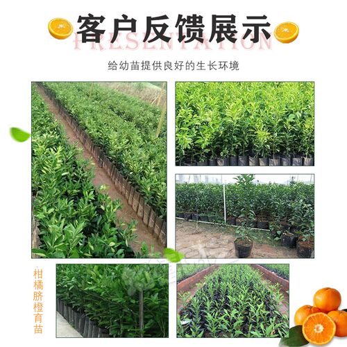 脐橙柑橘育苗袋营养钵育苗杯加厚育苗杯细高塑料营养钵育苗盆方形