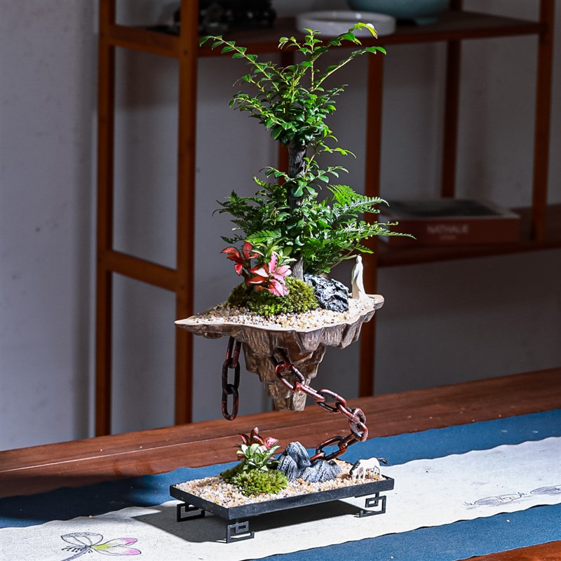 悬浮款天空之城文竹小叶紫檀盆景室内常绿植物名贵花卉好养盆栽