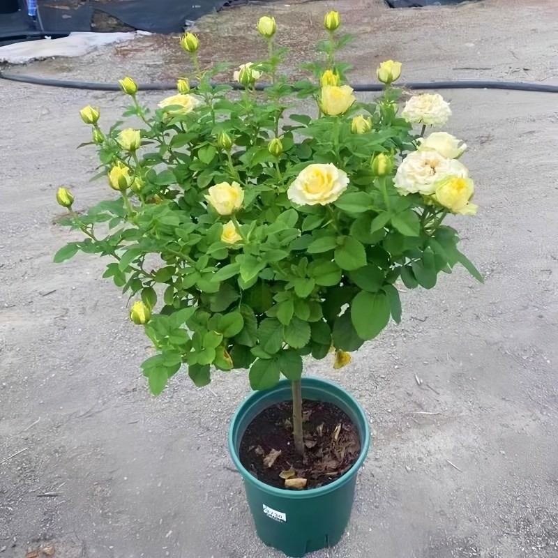 棒棒糖月季花苗带花苞大花浓香阳台庭院盆栽地栽树桩玫瑰花苗花卉