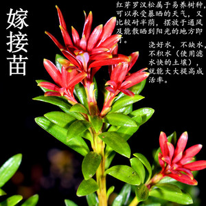 新品海岛血红芽金彩小红帽罗汉松盆景趣味四季盆栽植物窗庭院阳台