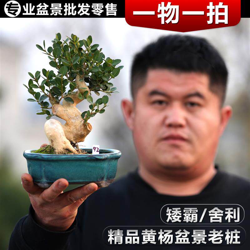 高端白皮瓜子黄杨造型盆景盆栽精品名贵黄杨树矮霸盆景大老桩客厅