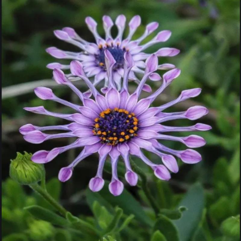 白芍蓝目菊盆栽阳台庭院四季花卉新品非洲万寿菊花苗玛格丽特包邮