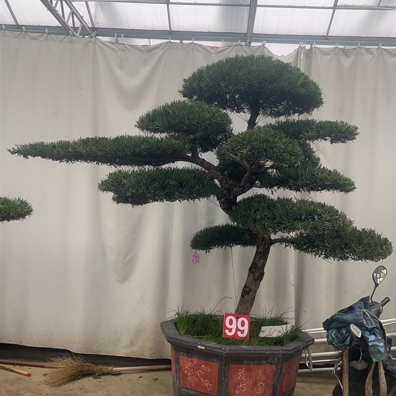 罗汉松精品造型树小叶雀舌盆栽地栽别墅庭院一树一拍地景罗汉松