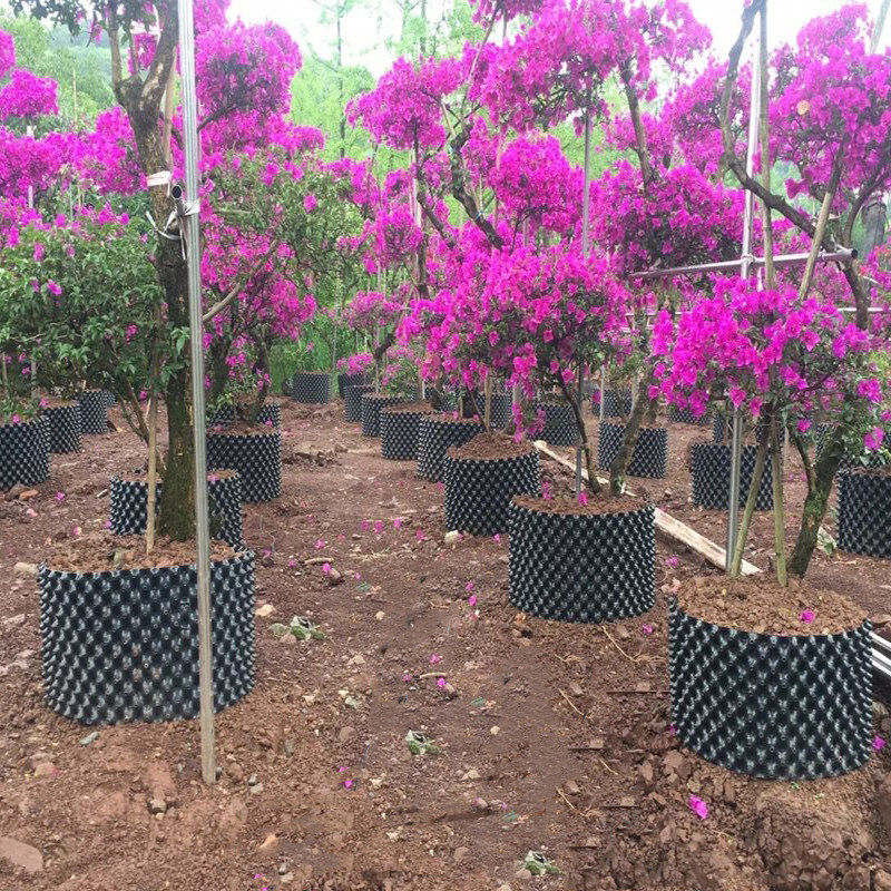 控根器种树围栏围板阻根器盆黑色塑料植树袋育苗胶板移苗阳台种菜