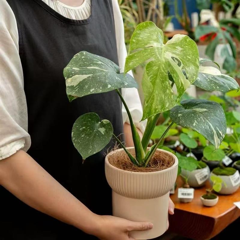 洒金龟背竹白龟 ins风网红绿植盆栽室内阳台观叶绿色植物