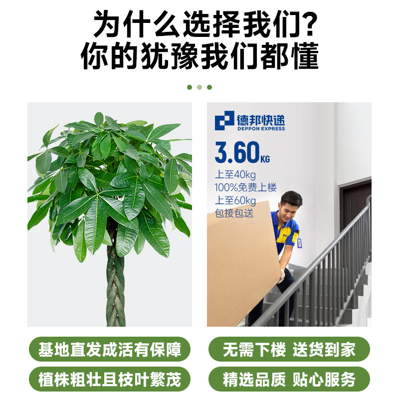 大型绿植盆栽 发财树盆景 室内观叶植物 办公室招财树 客厅摆设植