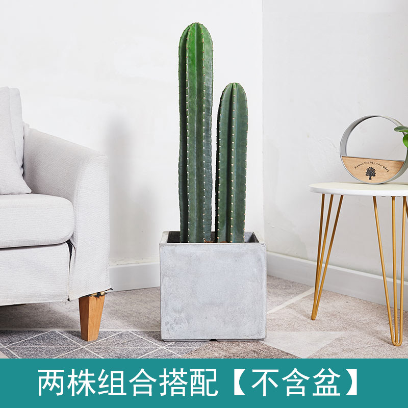 仙人柱量天尺盆栽多肉植物无刺仙人掌室内大型客厅好养北欧风绿植