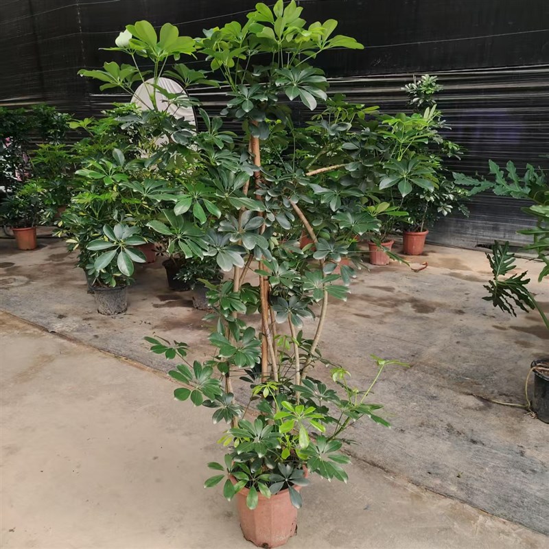 造型鸭脚木大型客厅绿植盆栽鸭掌木室内落地植物鹅掌财净化空气