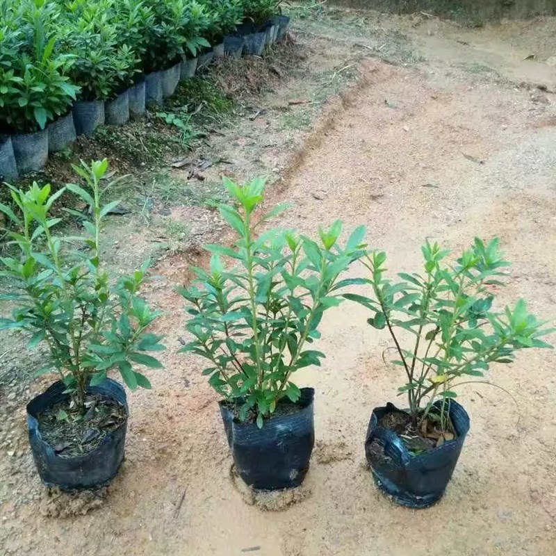 加厚营养钵育苗杯育苗袋一次性塑料厂家直销蔬菜杯黑营养杯育秧盆