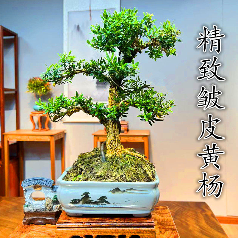 小叶雀舌黄杨盆景树桩黄杨盆栽 名贵老桩树苗 皱皮室内造型熟桩