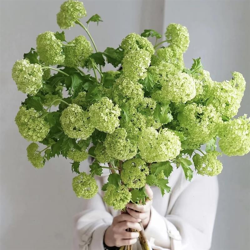 中华木绣球花鲜切花室内水培植物家用插花鲜切枝云南基地直发顺丰