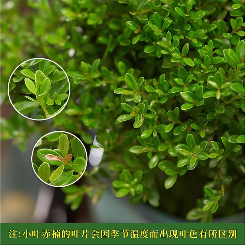 大老桩小叶赤楠盆景植物金丝楠木室内花卉盆栽办公室四季好养绿植