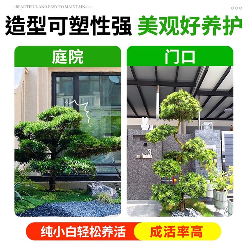 正宗罗汉松树苗大树地栽盆景别墅绿化造型树庭院耐寒四季常青植物