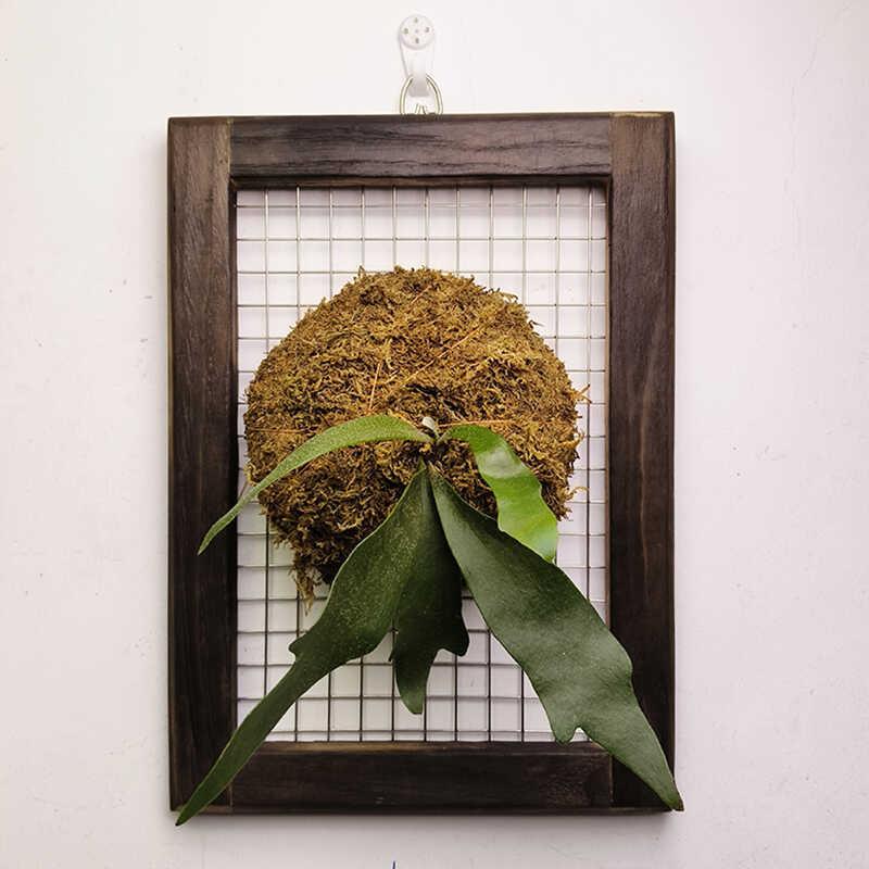 鹿角蕨定植板壁挂实木手工相框蕨类植物花盆挂板植物墙上板种植板