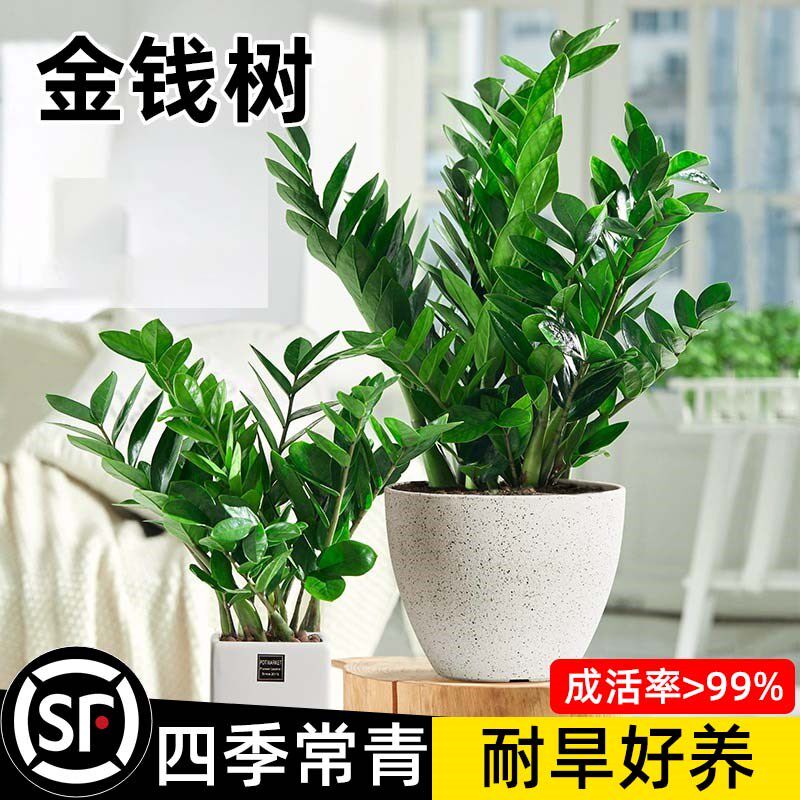 金钱树盆栽客厅大花盆摆件办公室内招财大型绿植摇钱串子好养植物