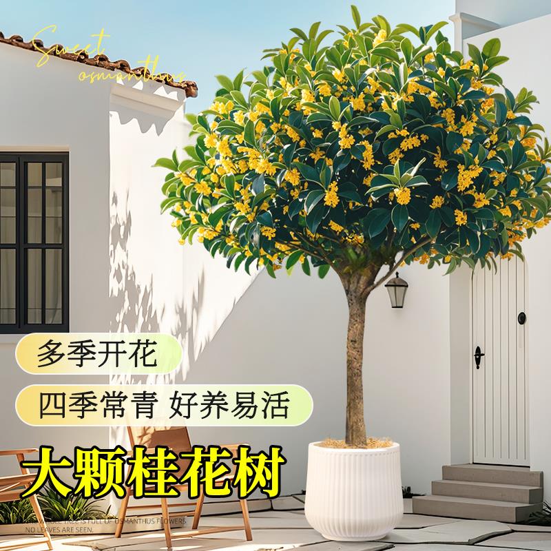 四季老桩桂花树室内外客厅大型绿植金桂月桂矮化落地浓香型盆栽