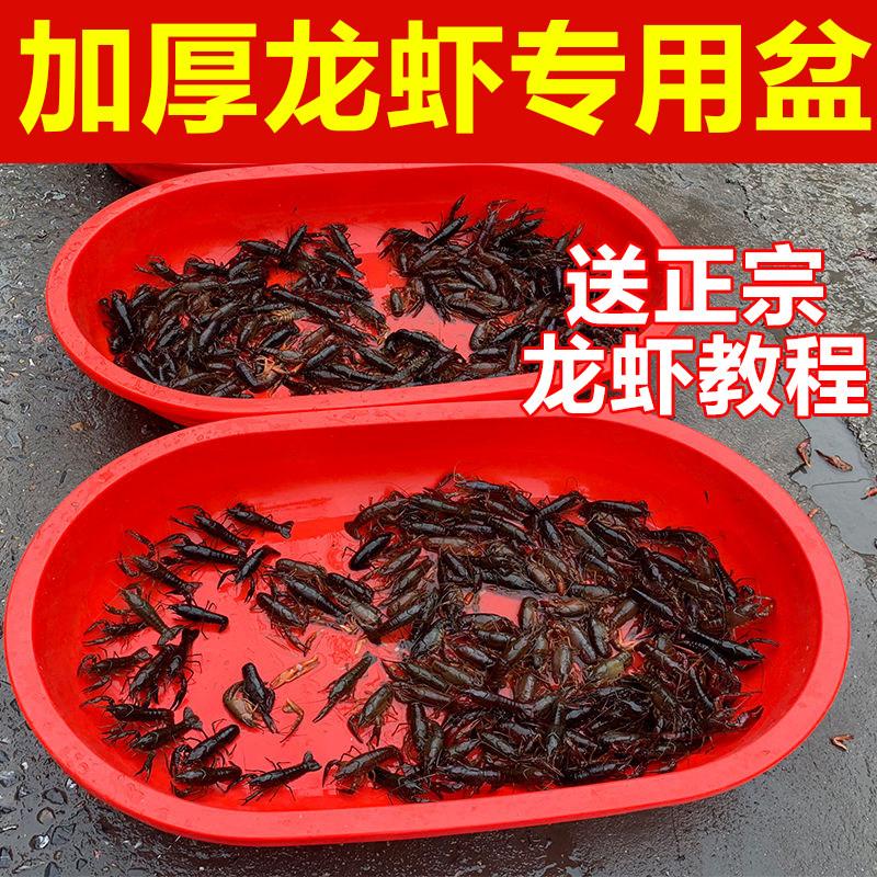 加厚龙虾塑料盆水产养殖大红盆 卖龙虾专用长盆 椭圆盆盛虾塑料桶