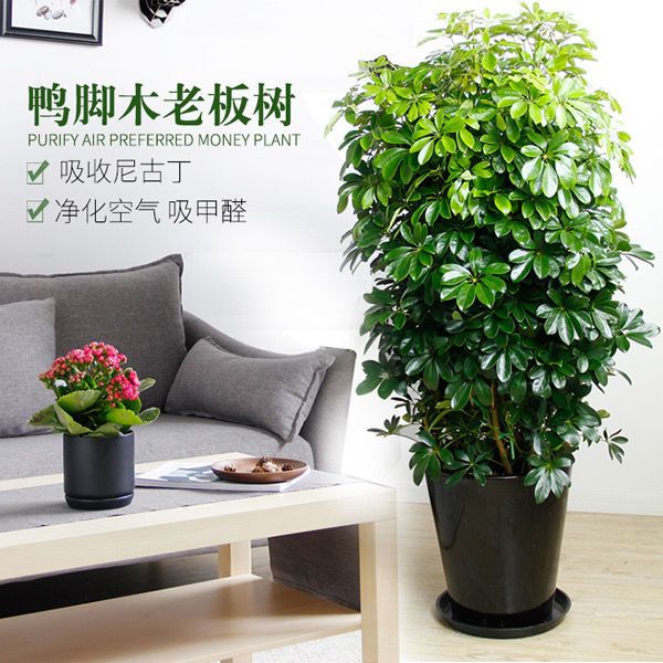 四季常青八方来财大型鸭脚木室内阳台绿植盆栽花卉发财树发财树