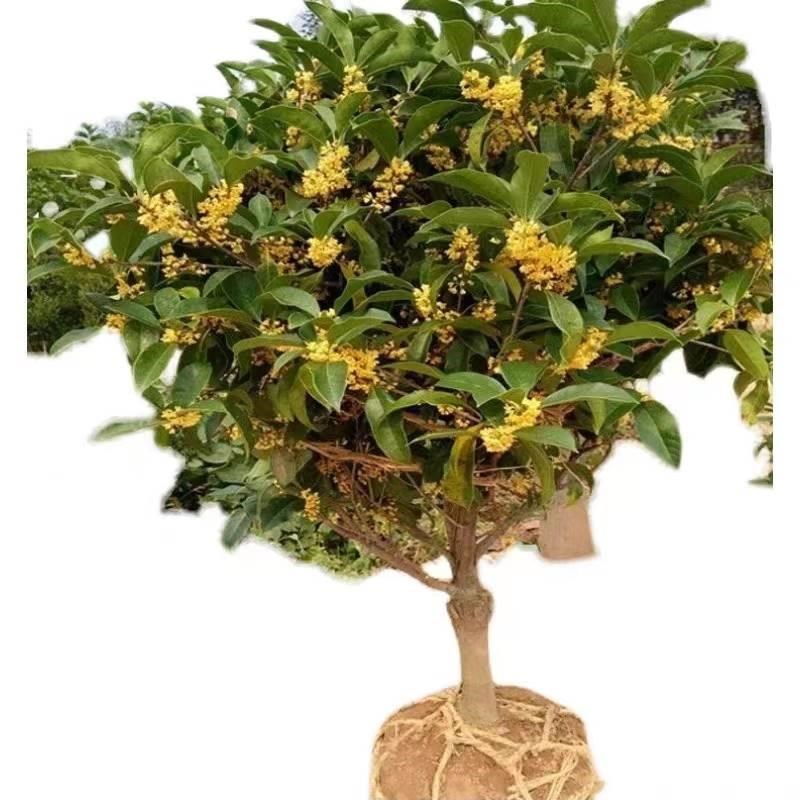 桂花树苗八月金桂丹桂嫁接桂花盆栽地栽沉香桂花苗桂花苗庭院室外