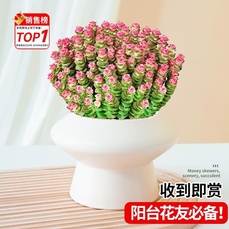 钱串子盆栽多肉植物旺财多头钱串串室内桌面绿植精品肉肉大号老桩
