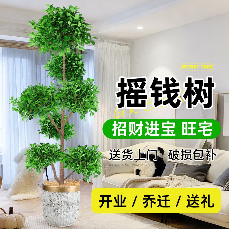 摇钱树盆栽金钱榕办公室大型发财树室内客厅高级感绿植招财榕树