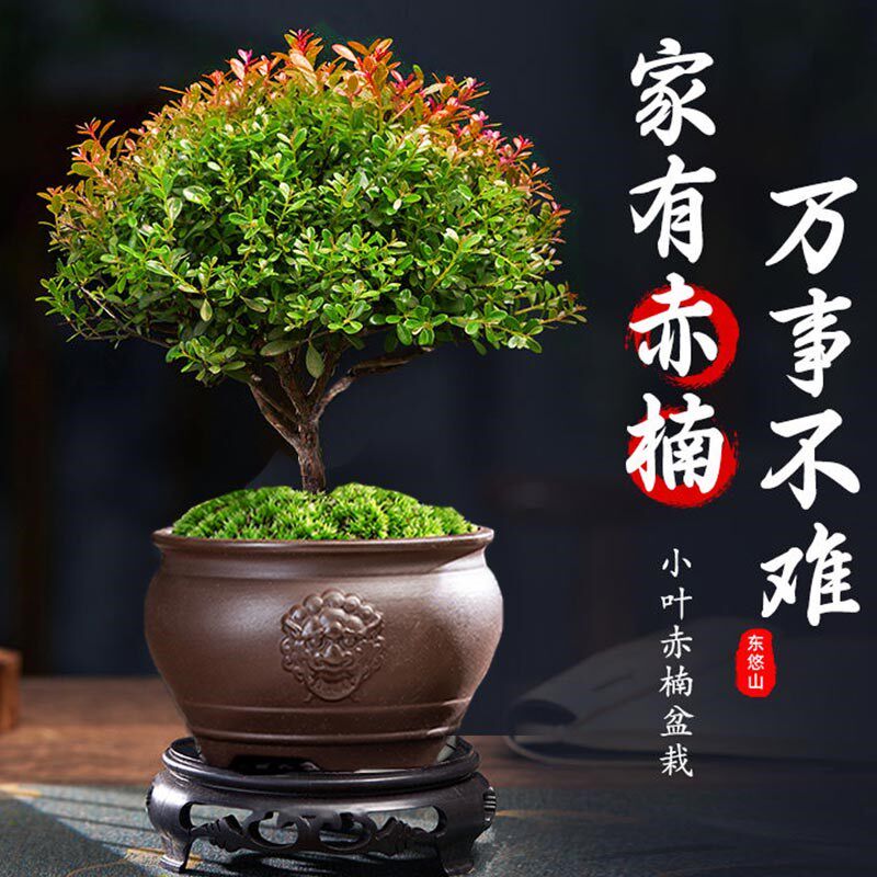 大老桩小叶赤楠盆景植物金丝楠木室内花卉盆栽办公室四季好养绿植