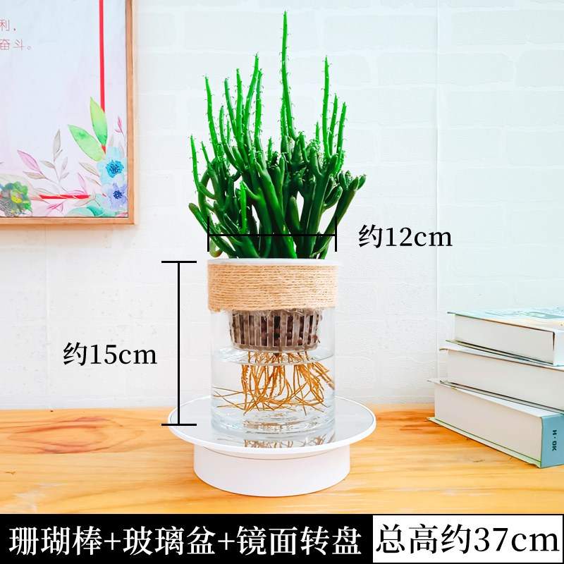 水培珊瑚棒山多肉绿植物仙人掌微景观四季常青盆栽室内净化客气