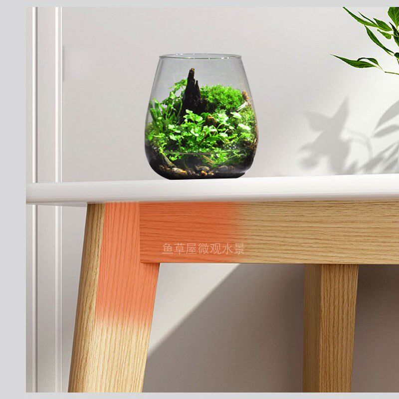 生态瓶观赏鱼缸辣椒蟹苔藓植物微景观桌面鱼虾蟹水陆缸微型景观