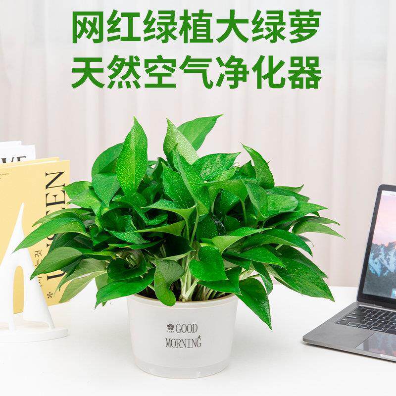 家用新房绿萝盆栽室内植物净化空气绿植客厅长藤垂吊大叶绿箩花卉