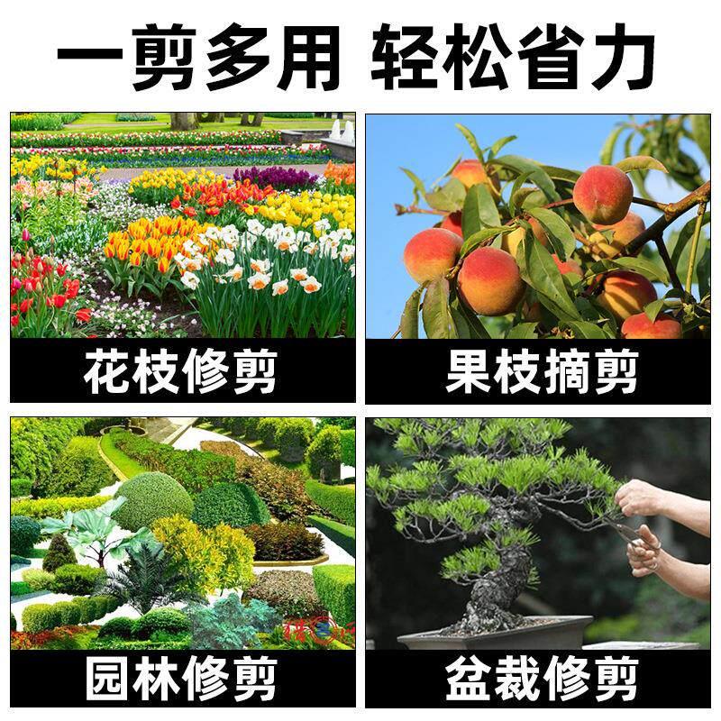 家用修枝剪果树专用剪子鲜花园艺剪不锈钢剪树枝绿化嫁接园林剪刀
