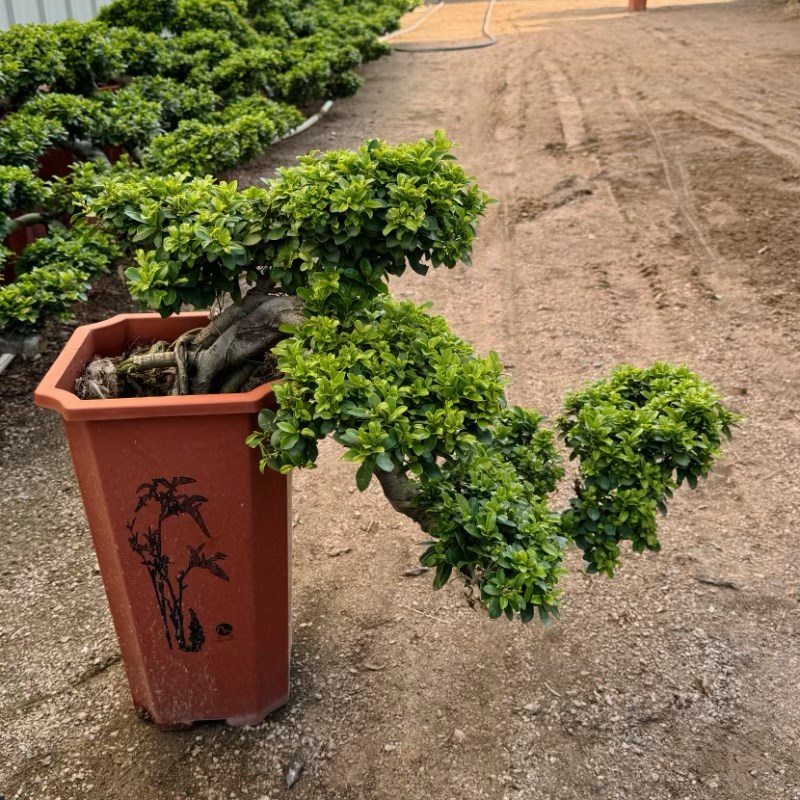 大型小叶榕树盆景树桩悬崖植物造型老桩室外院子阳台客厅绿植盆栽