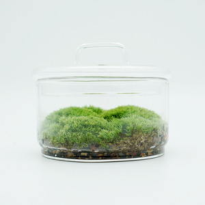 植觉 圆 苔藓微景观DIY创意盆景桌面装饰植物青苔鲜活