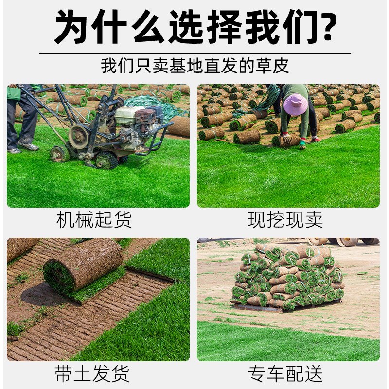 草皮真草坪带泥土庭院别墅花园绿化四季青果岭草台湾草马尼拉护坡