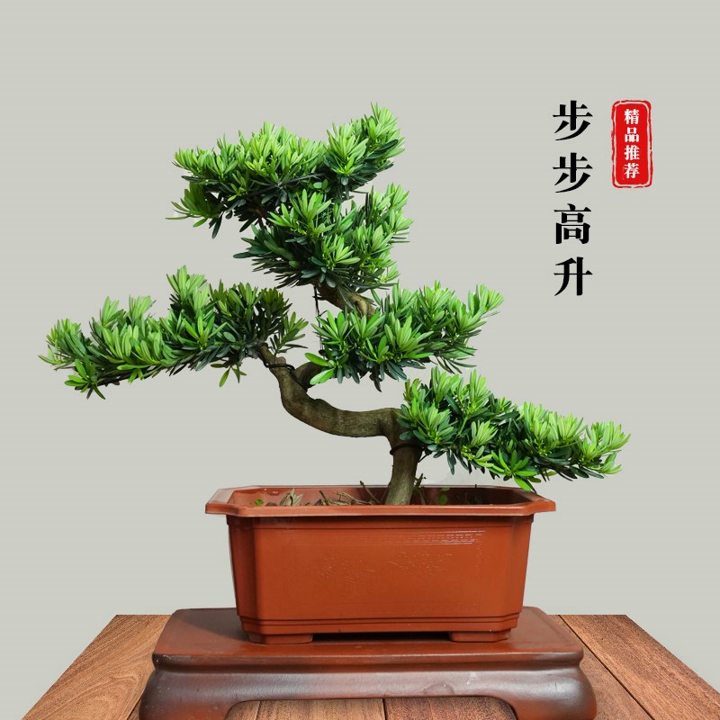 老桩罗汉松盆栽造型迎客松绿植客厅公司庭院四季长青盆景同城配送