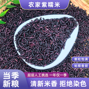 云南紫米2025年农家新米五谷杂粮饭团专用米软糯500g粘糯香甜粗粮