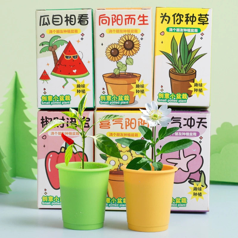 办公室绿植小盆栽儿童桌面迷你