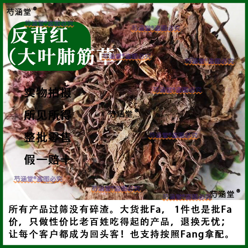 中药材 大肺筋草肺经草半边钱 脐风草反背红肺筋草 薄片变豆菜