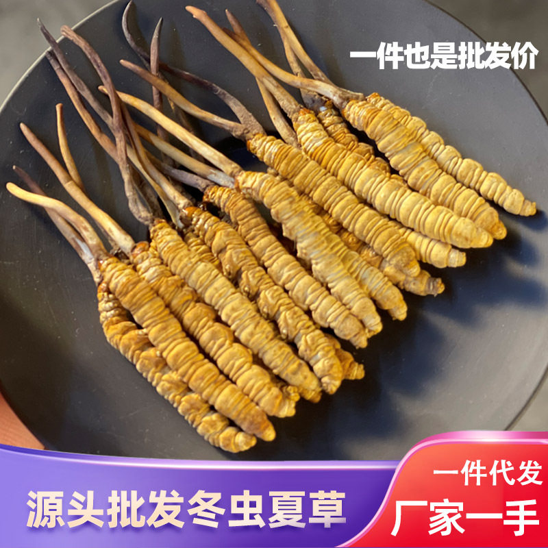 冬虫夏草冻干货正品虫草1克装虫草肉条非那曲虫草断草冻干药食用