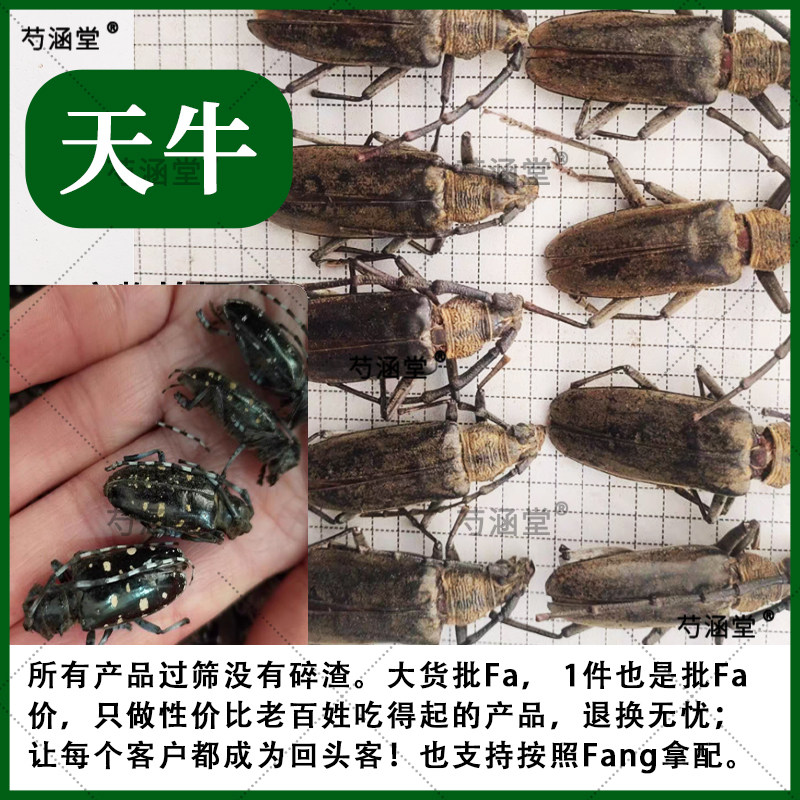 天牛 中药材天牛100-1000g干货纯天然八角儿牛角虫可免费磨粉包邮