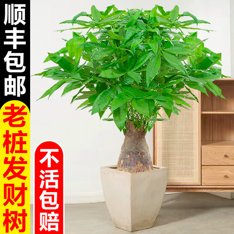 老桩发财树盆栽客厅粗杆树桩办公室内幸福树乔迁开业招财植物盆景