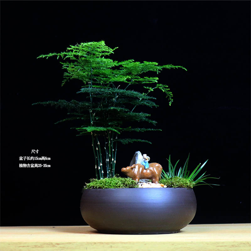 文竹大盆栽植物室内客厅造型盆景好养绿植办公室创意花卉四季常青