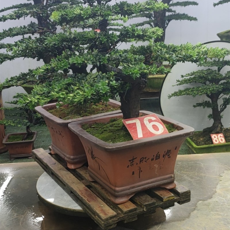 罗汉松盆景艺术,室内室外都可以养,美观大方。