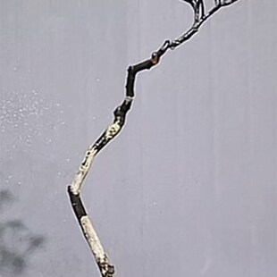 海岛小叶红芽春花盆景石斑木盆景老桩小叶春花盆景海岛春花