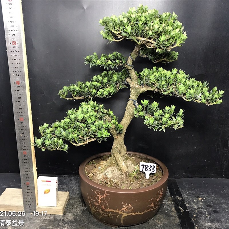 一图一拍原生米叶罗汉松盆景老桩迎客松四季常青