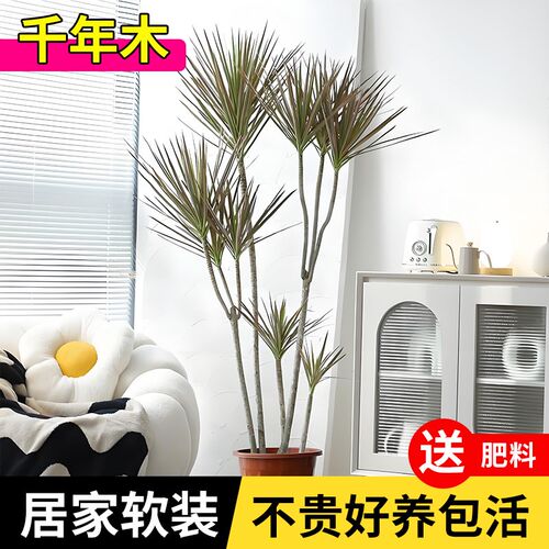 千年木盆栽客厅龙血树红竹观叶植物室内旺宅绿植七彩铁吸甲醛马尾