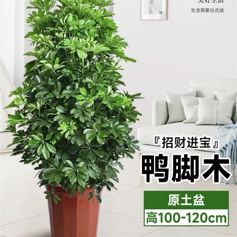 鸭脚木盆栽客厅室内大型绿植八方来财鸭掌木花卉七叶莲植物发财树
