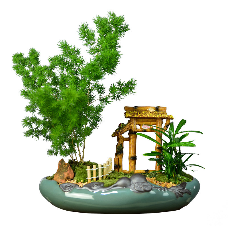 蓬莱松盆栽室内客厅盆景办公室桌面防辐射植物四季常青生肖猴绿植