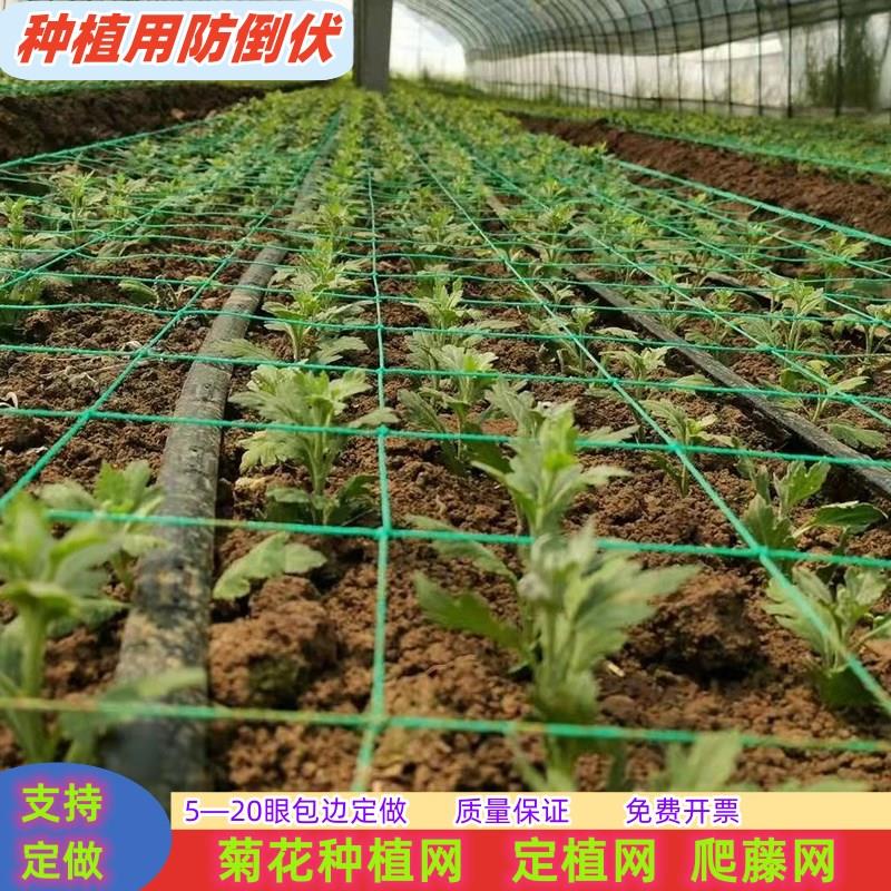 种植方格网定植葱菊花韭菜蒜黄芹菜石斛康乃馨防倒网植物爬藤网